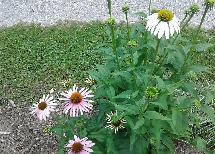 Apartamento Kirchau *